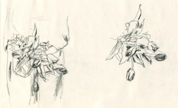 But and tulips But and tulips